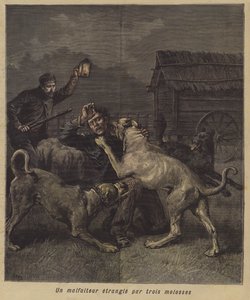 En kriminell fanget av tre mastiffer